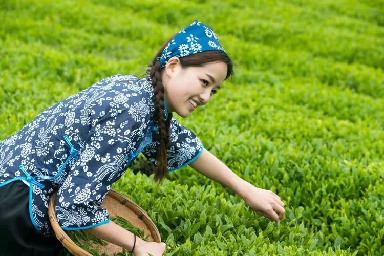又到春茶时美丽的采茶姑娘成了最美的风景线