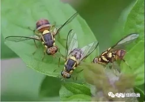 针蜂(果实蝇)大势来袭!