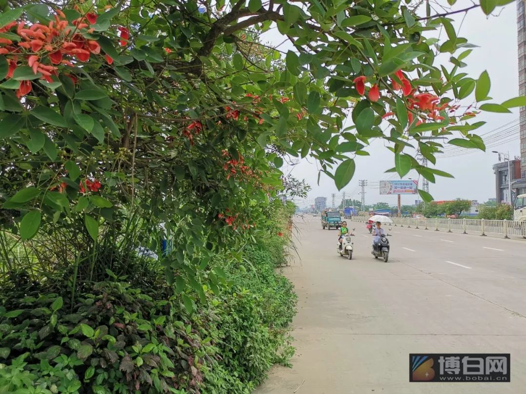 博白绿珠大道的绿化树太霸道了竟然要把路吃掉