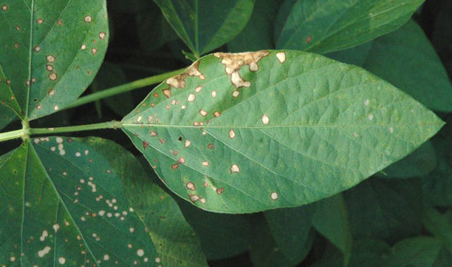 大豆灰斑病②药剂防治:目前对菌核病防效较好的药有50%腐霉利,40%菌核