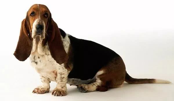 巴吉度猎犬犬种大起底