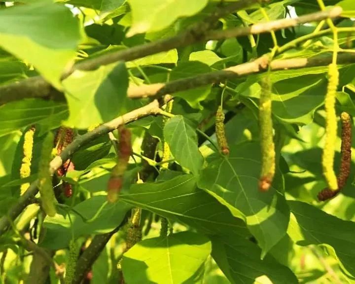 美容养颜!这种民间圣果,威远大片成熟,采摘尝鲜正当时