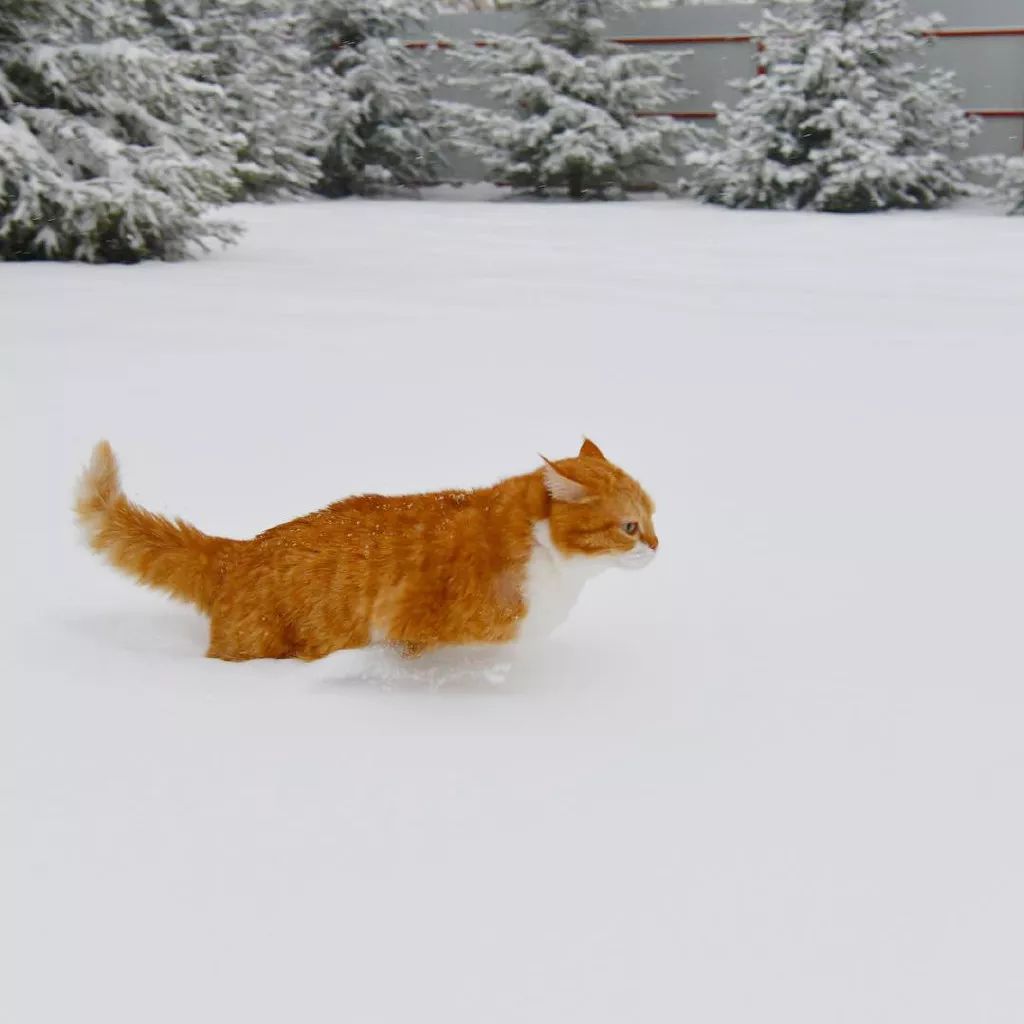 奔跑中的大橘,一道橘光在雪中划过～