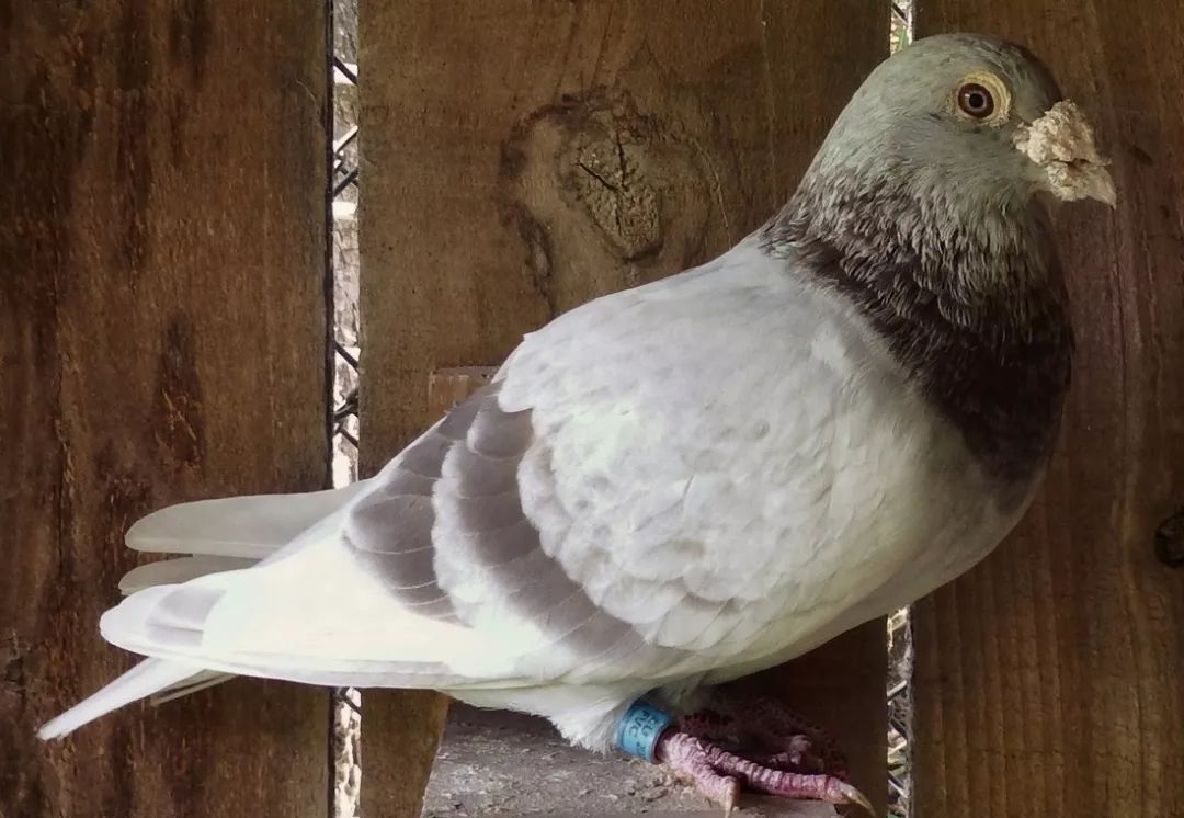 鸽经| 20年西翁系育种经验大公开!_鸽子