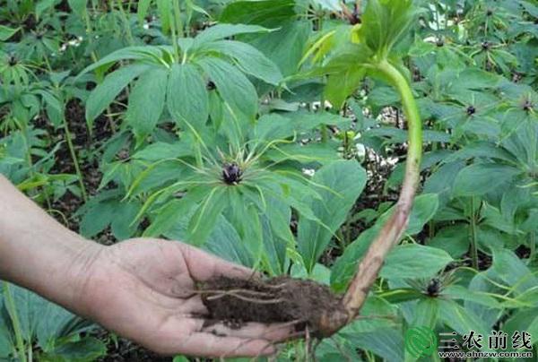 没想到以前这种无人问津的草,现在居然都抢着要_重楼