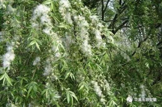 春天是柳絮漫天飛舞的季節,也是各種過敏症狀高發的季節.