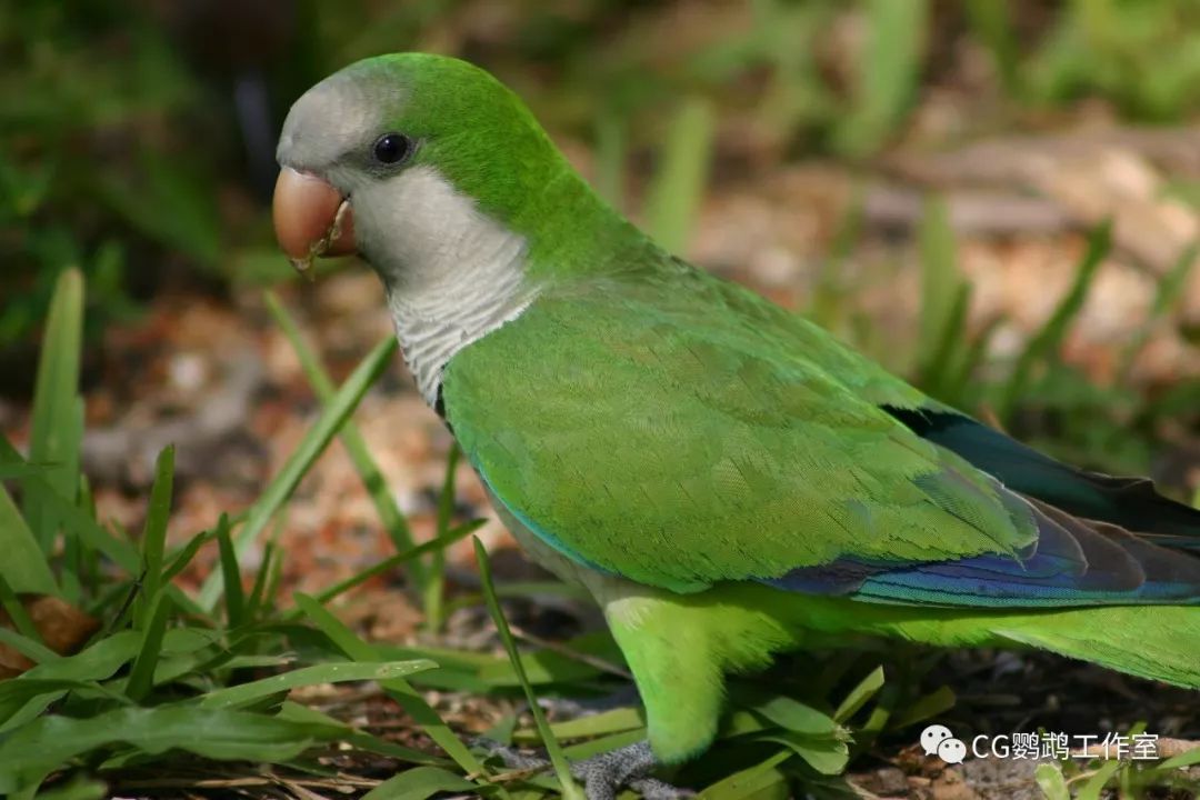 武汉鹦鹉寻主今年2月份有人丢了一只绿和尚吗