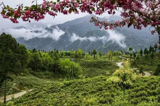 清风雅雨间黄金茶飘香荥经县第二届茶文化节荥河乡分会场今日隆重开幕