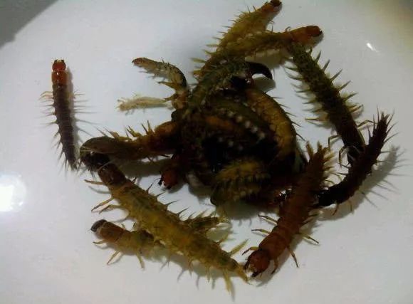 用"水蜈蚣"钓溪鱼,别看都是小鱼,味道却是淡水鱼中最佳的