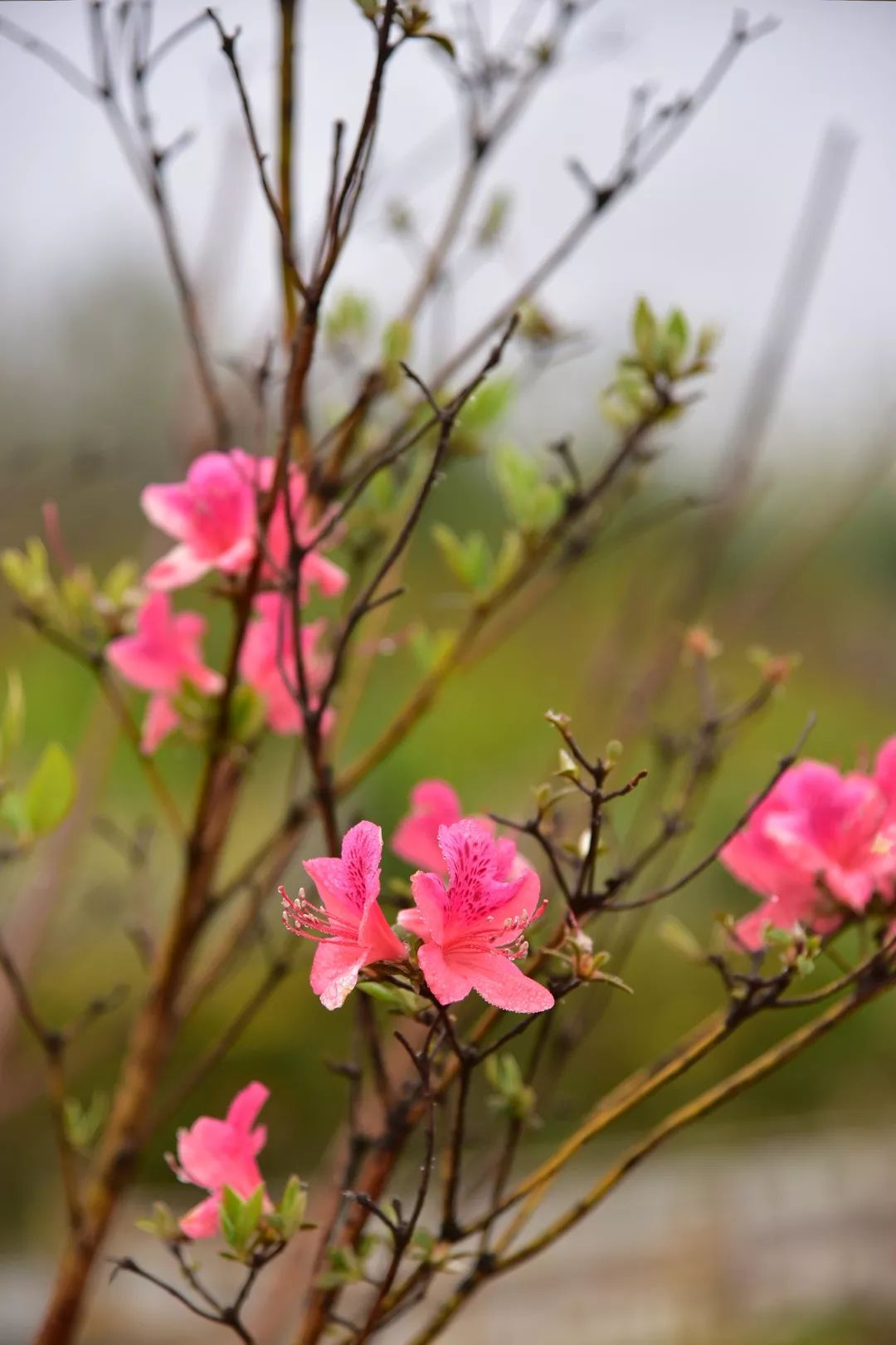 杜鹃花开红艳艳,踏春赏景在马山