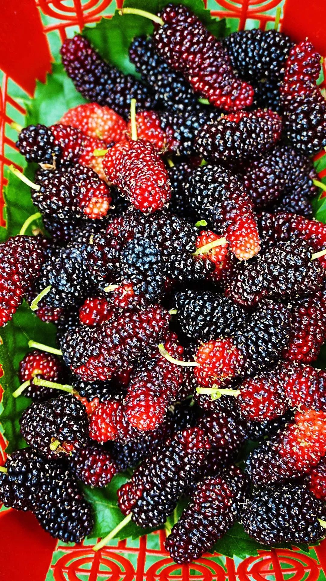 又到桑葚成熟时,不容错过的紫色盛宴!周末去义乌这儿踏青采摘去