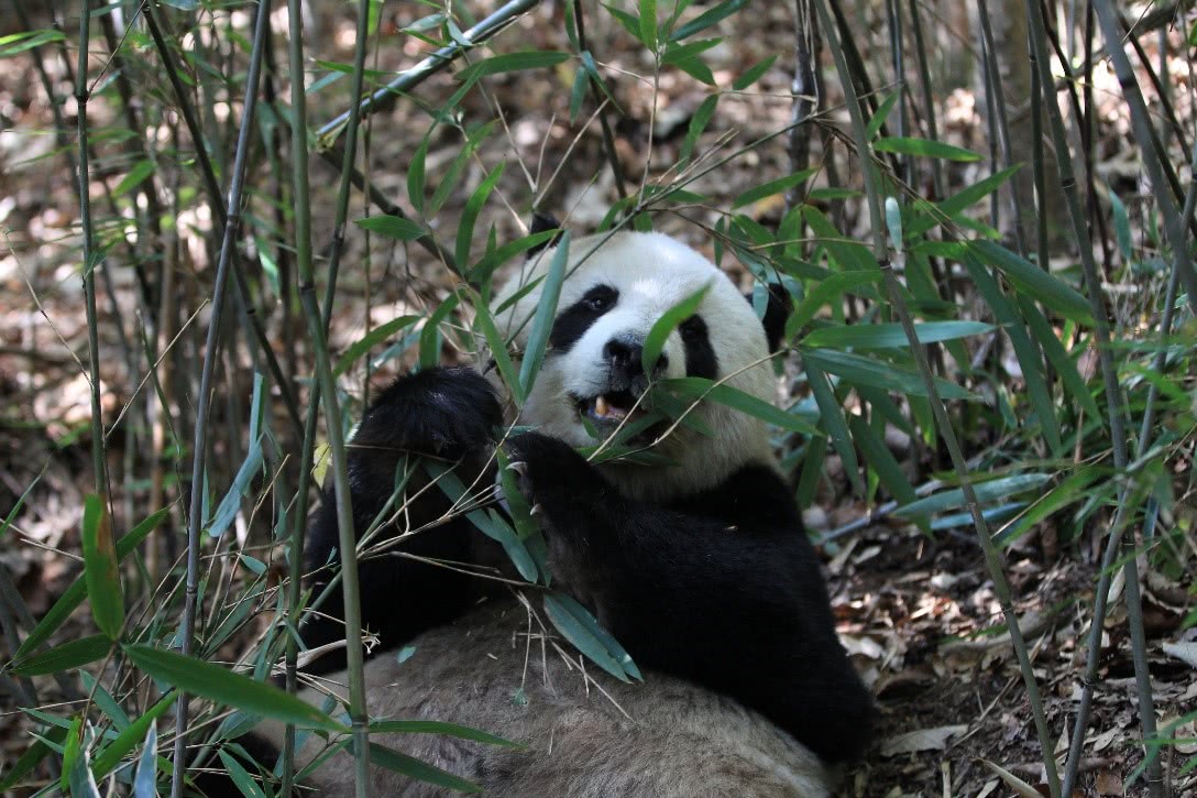 中国科学家揭示大熊猫食性特化的营养机制_研究
