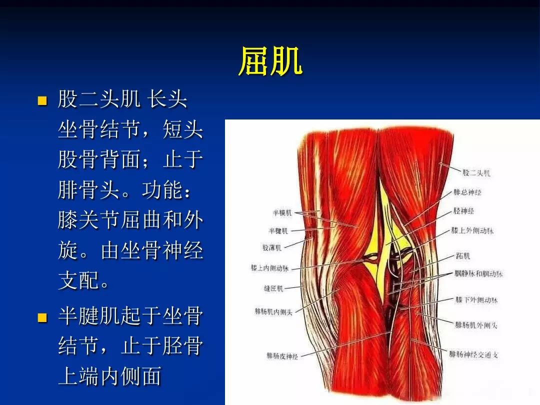 膝關節解剖基礎