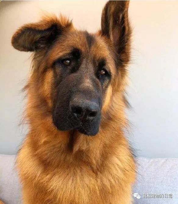 德牧居然天生长了一对东倒西歪的耳朵这个反差萌好可爱