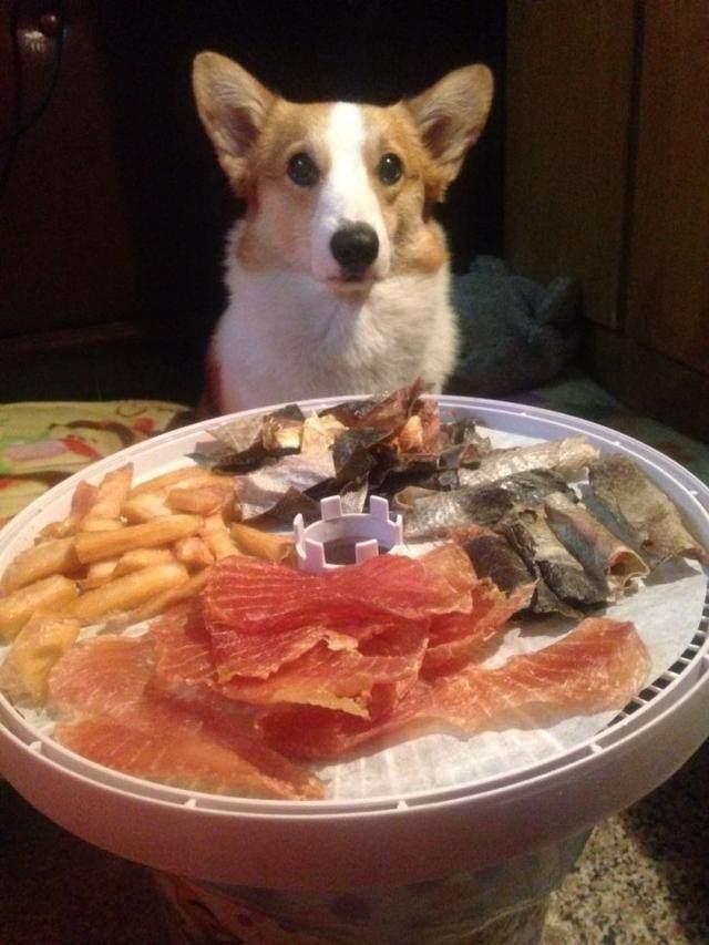 说短腿柯基难饲养的,是因为不知道这5大好处!