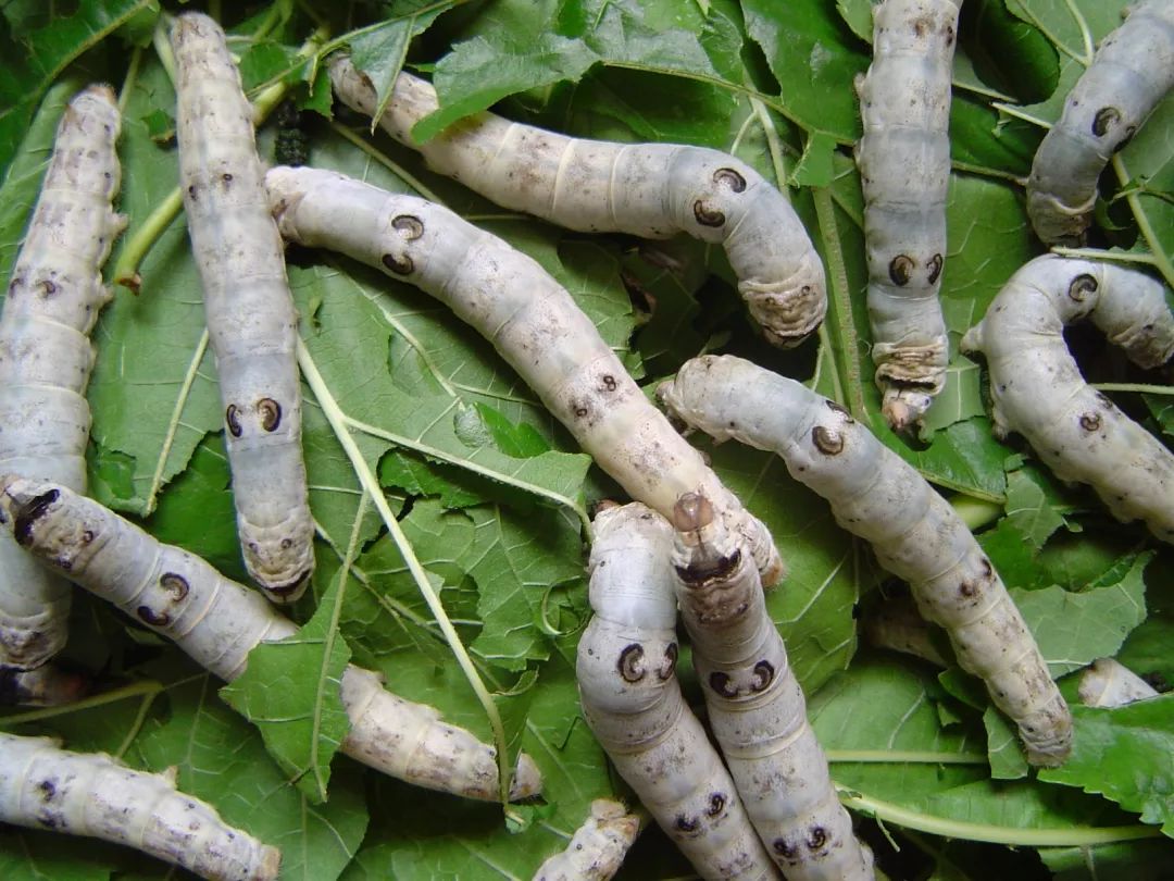 王一成式优秀农业科技工作者 | 养蚕专家--祝新荣_新品种