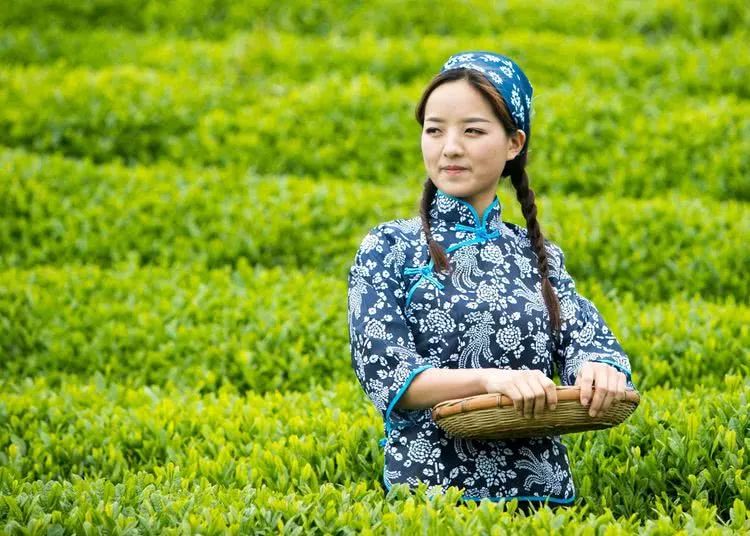 又到春茶时美丽的采茶姑娘成了最美的风景线