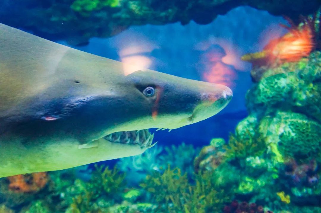 over the top of the heads, and sharks were separated from a thin