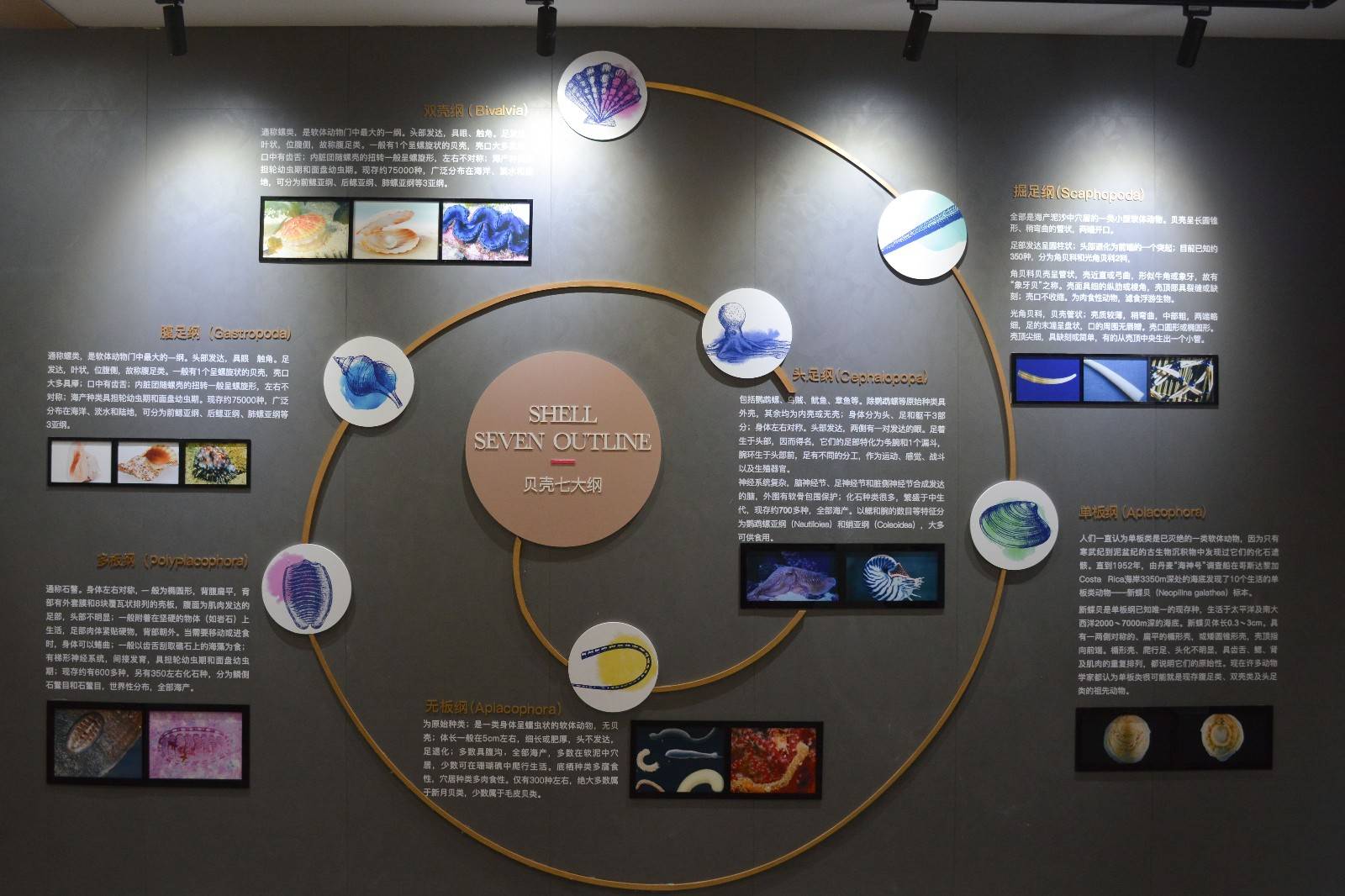 精美贝雕艺术品,并设有多组贝壳文化,贝类生物科普墙及阶梯演示教室