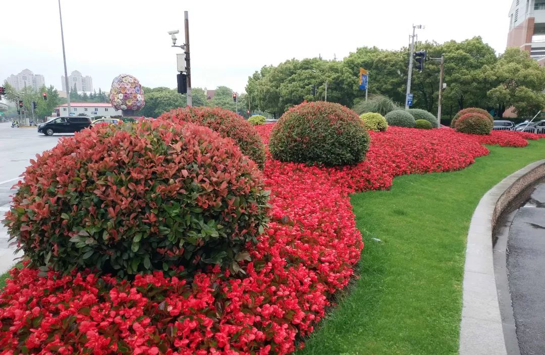 这才是真正的万紫千红五一节的长宁美翻了