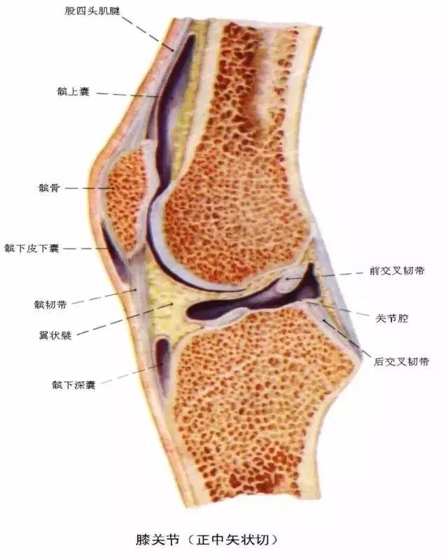 解剖干货 庖丁解牛般详细的膝关节解剖