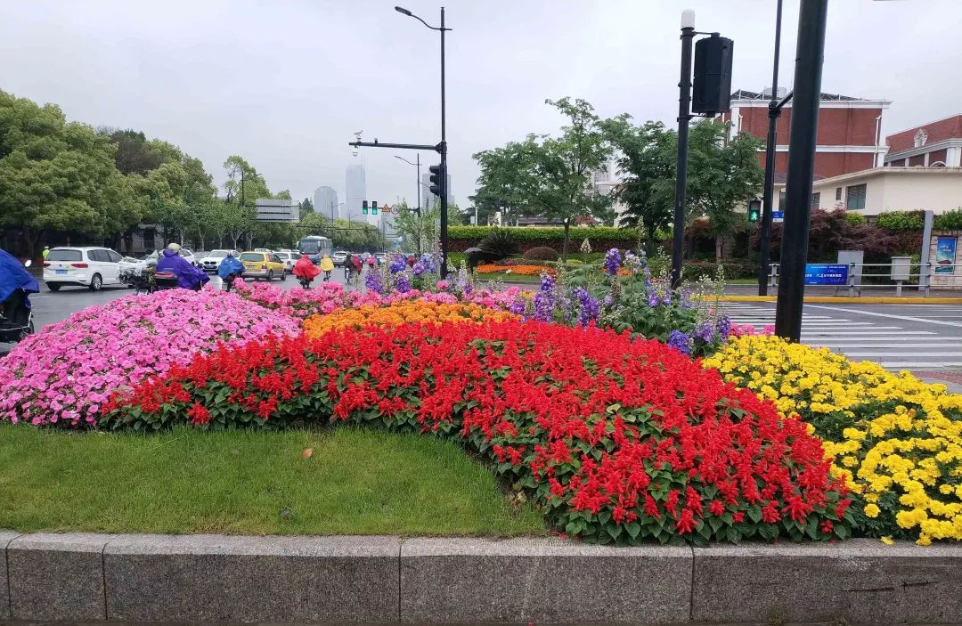 这才是真正的万紫千红五一节的长宁美翻了