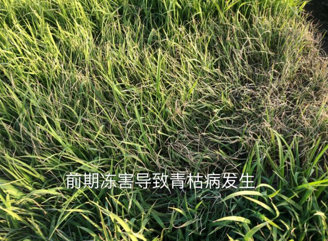 富尔农艺与农垦科学院水稻所科企合作"2019水稻苗床管理专家回访服务"