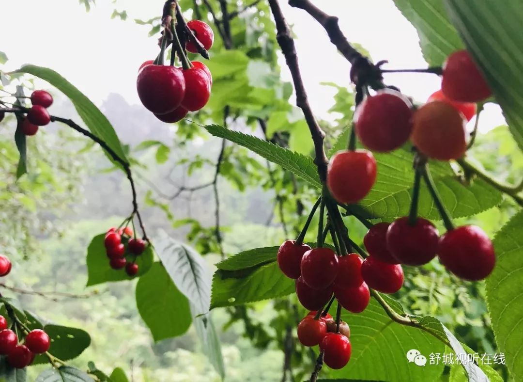 舒城张母桥车箱沟樱桃熟啦好多人都去了你还没去