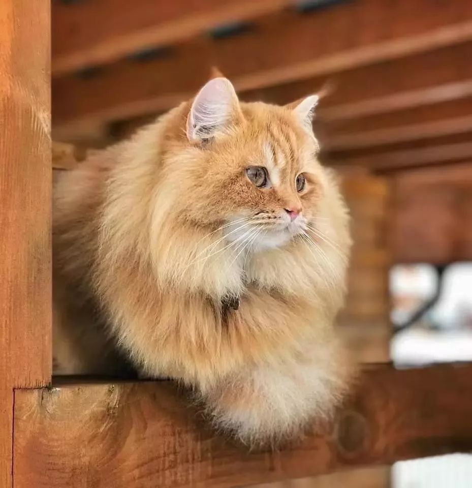 网友拍下自家大橘雪中漫步的模样分明是头小狮子嘛