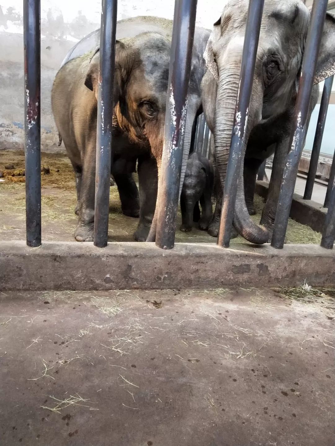 萌萌噠快去動物園看看這些動物小寶寶