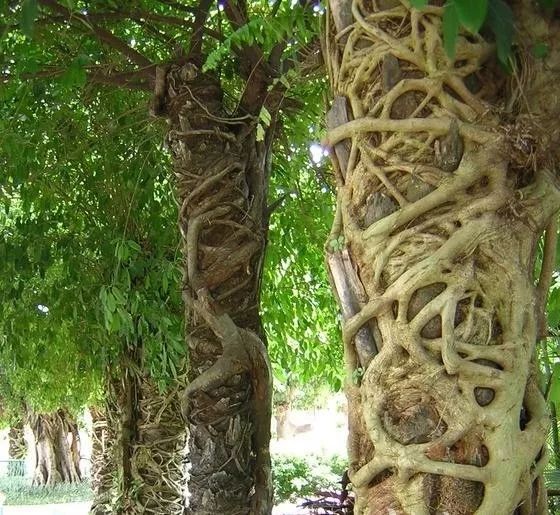 神奇植物在世园植物界中的血腥杀戮绞杀