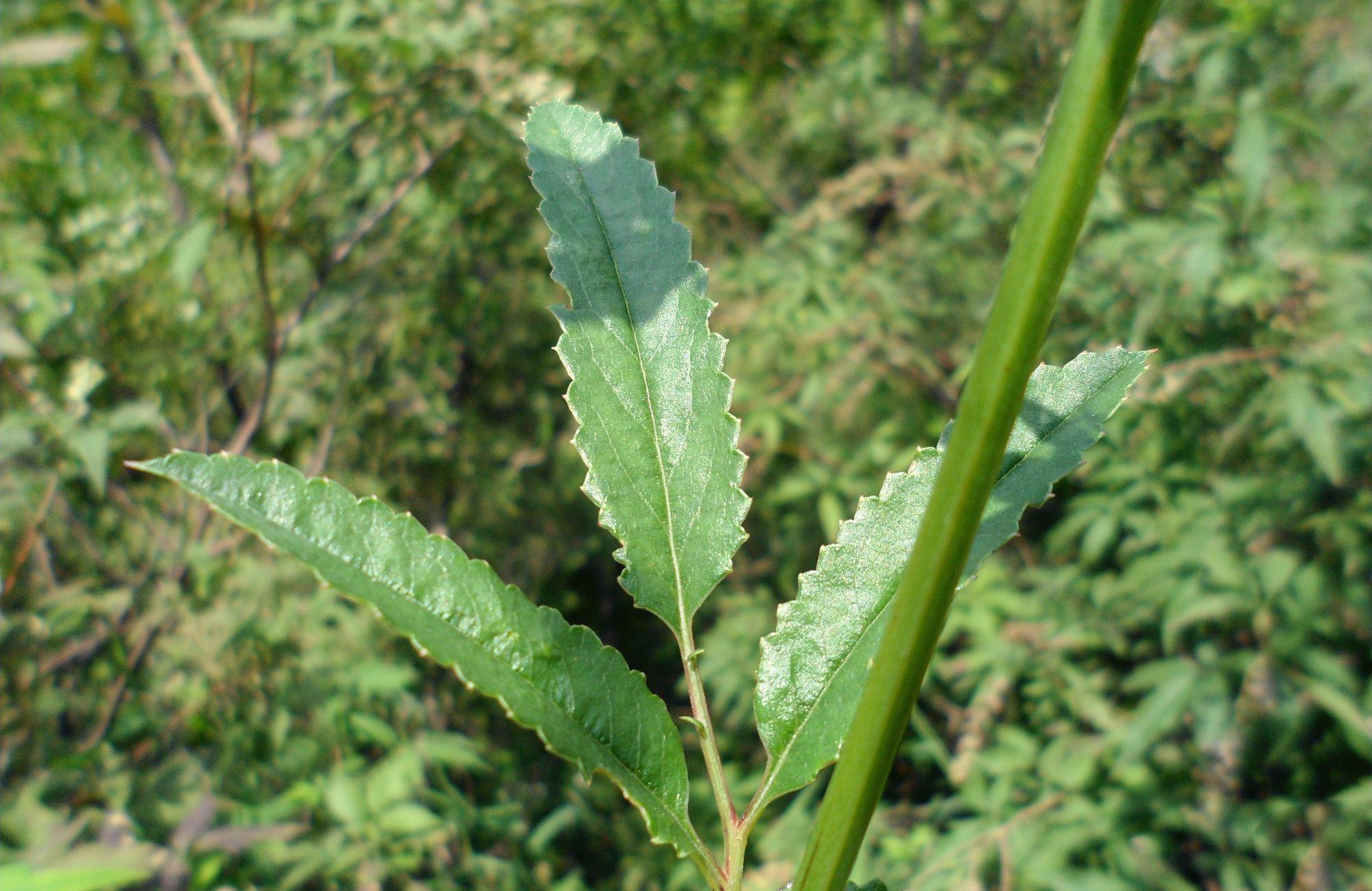 人称黄瓜香果实似香肠含维c比菠菜高见到记得摘点