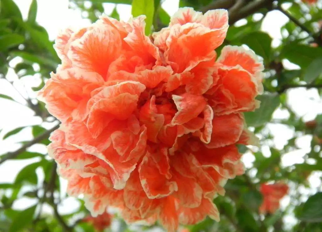 五月榴花照眼明,七首最美榴花诗