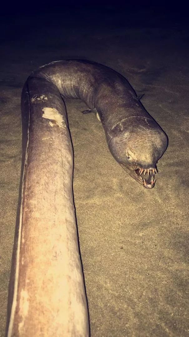 海滩上遇到的怪物,它是某种齿蛇鳗海滩上的不明生物孩子的玩具里藏了