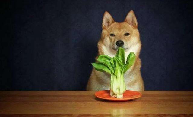 原創
            辟謠，狗狗酷愛啃大白菜，主因並非異食癖，而是嗅覺上判斷出錯 寵物 第2張