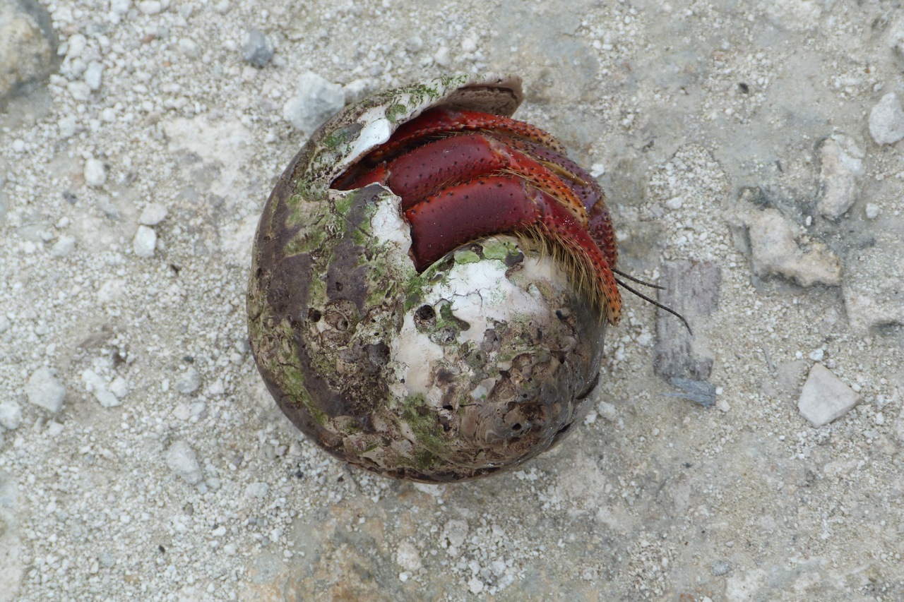 男子生平第一次在海滩上见到这样的小生物,带回家后才知道是什么_海螺