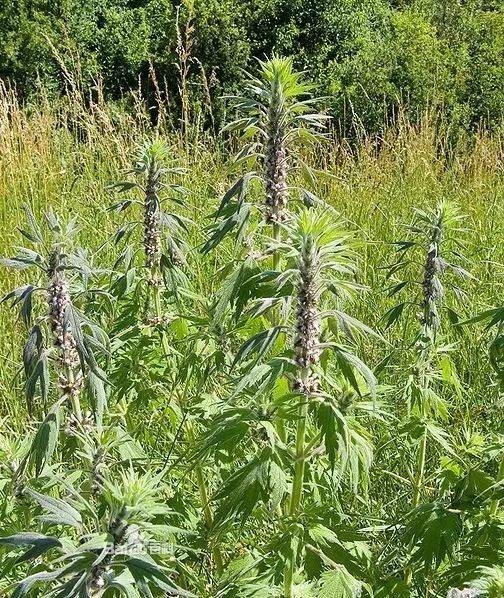 在禹城小时候常见又叫不上名的植物太全了原来它们的名字是这样的