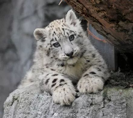 雪豹藏在哪?这几张图,治好了我的近视… 因为瞎了!_答案