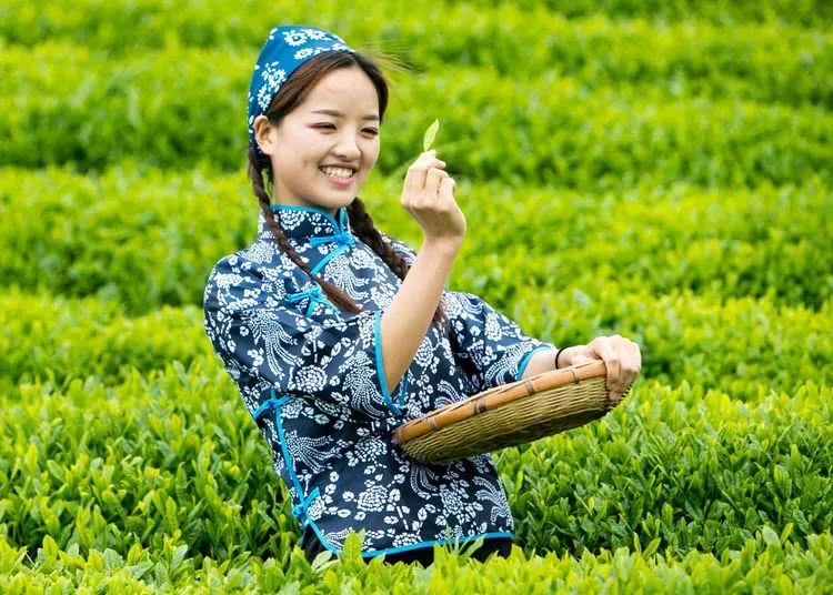 又到春茶时美丽的采茶姑娘成了最美的风景线