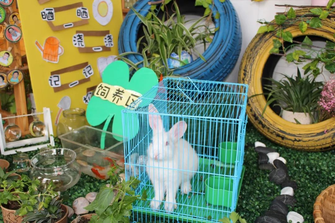 【缤纷蝶幼】小小一隅,春暖花开——自然角评比活动_幼儿