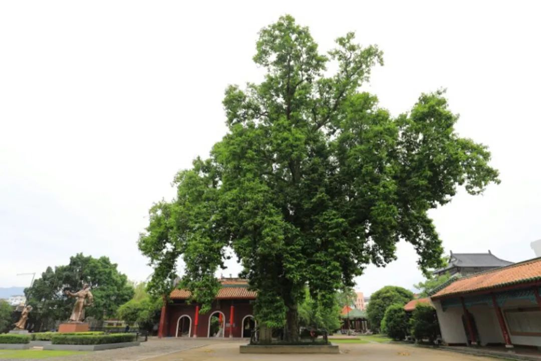 梧州最美古树共14棵分布在长洲龙圩藤县岑溪蒙山