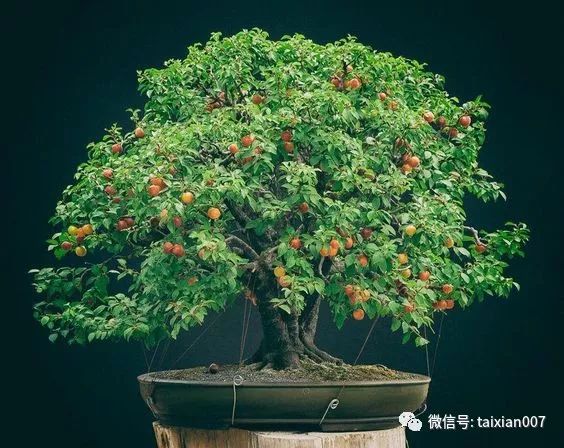 水果盆景 百年一见_果树