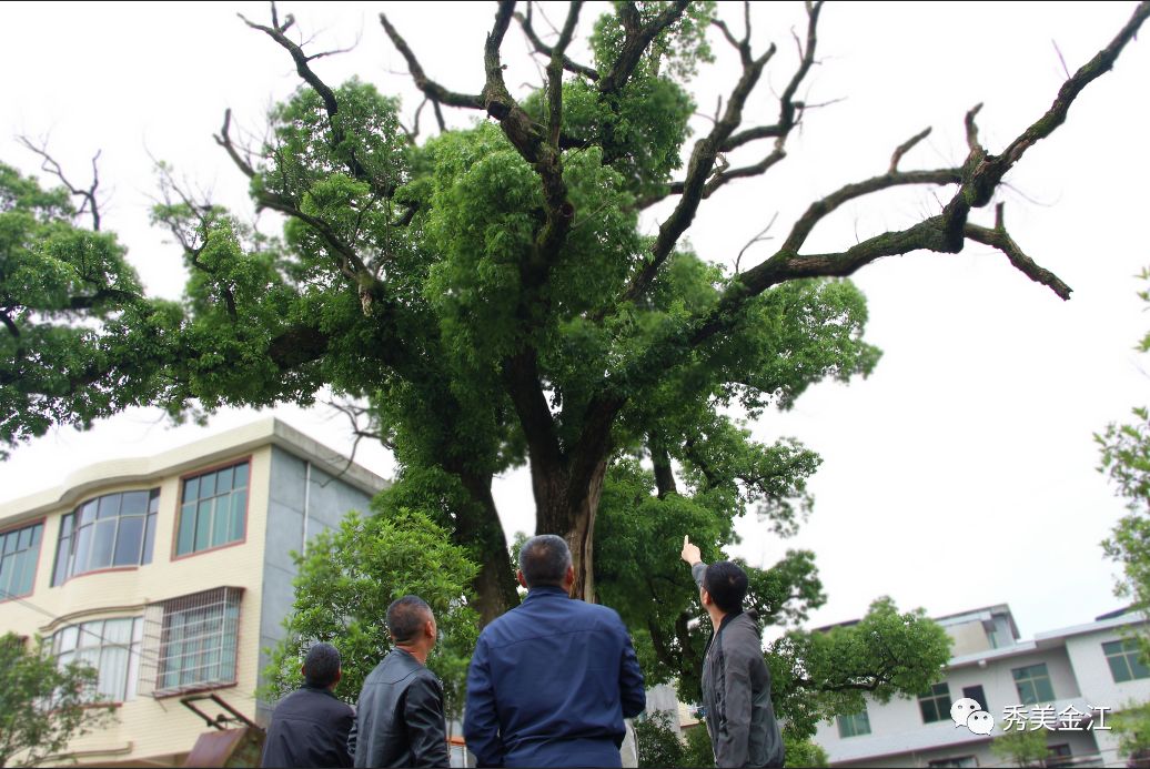 工作動態金江鄉排查枯樹枯枝消除安全隱患