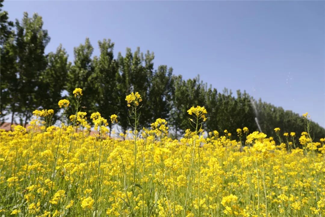 图集| 顺义这4处油菜花开成海,美到窒息!