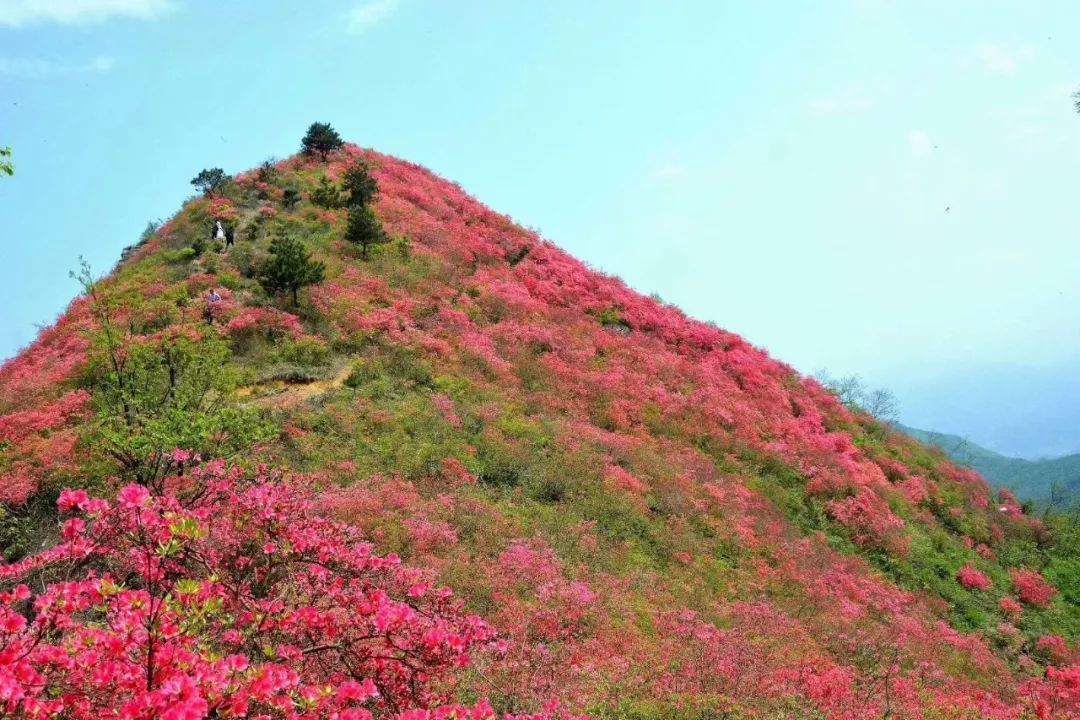 最美金寨映山红选美大赛你喜欢谁