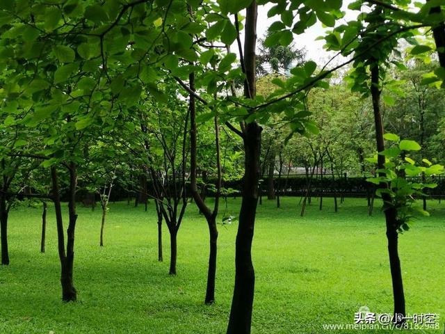 诗情画意四月江南无矮树人家都在绿阴中