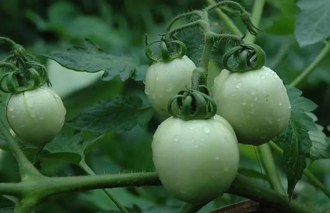 酸甜可口的番茄颜色不同营养也不同