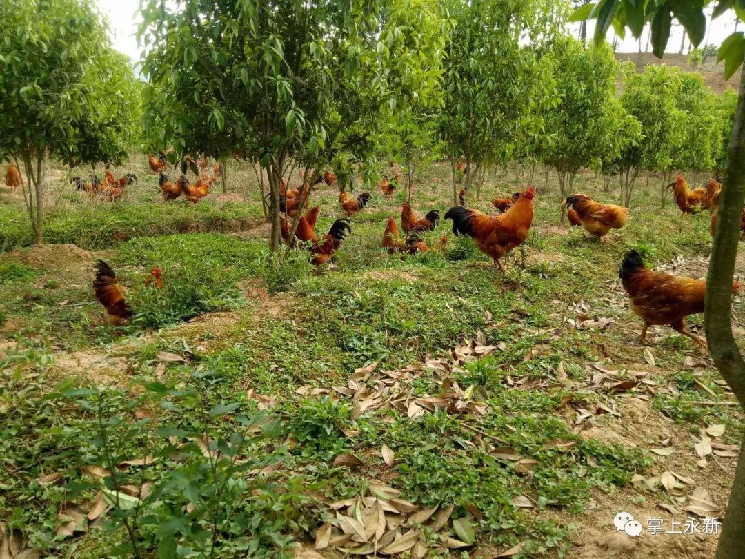 高考献礼永新万桂园纯生态桂花鸡为考生加油