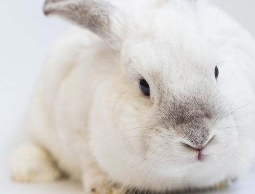 波兰兔的耳朵有脏东西怎么清洁波兰兔的耳朵