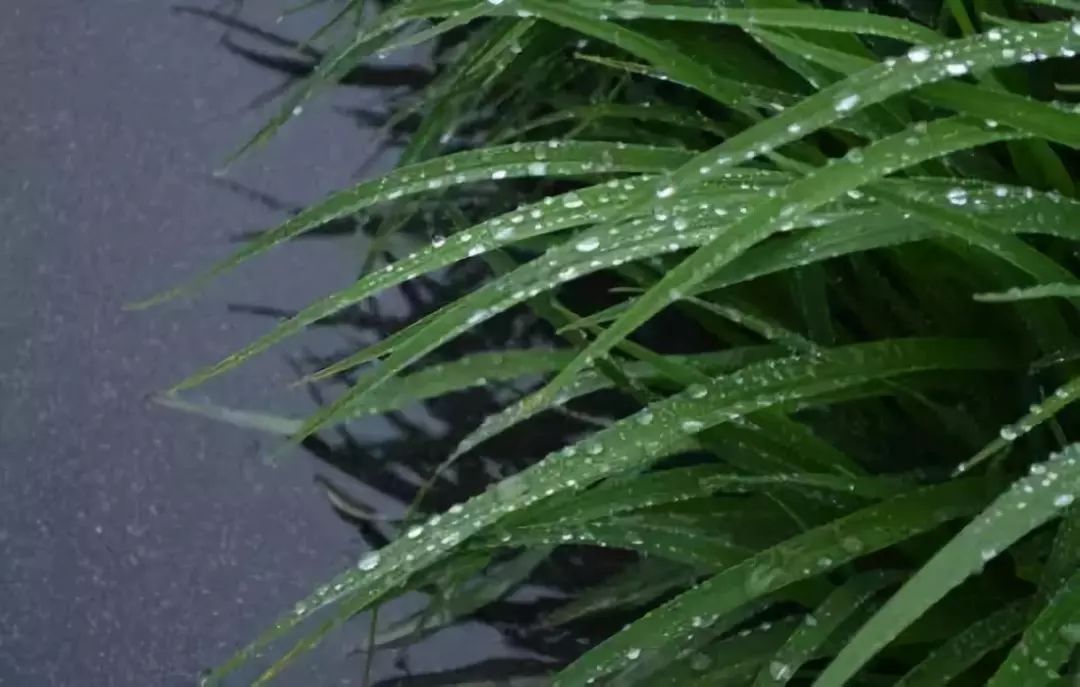 有的雨季里下着牛毛细雨,丝丝如麻点缀了青春里的烟雨江南